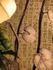 Flat Base Water Lily Leaf 3