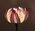Moon 1 Waterlily